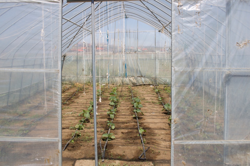 A Greenhouse in Mongolia – Our Project for Peace, Sustainability and Development